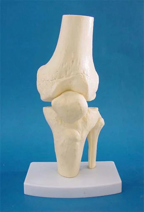 Модель скелета 1:1 анатомическая модель колена для взрослых суставов коленей
