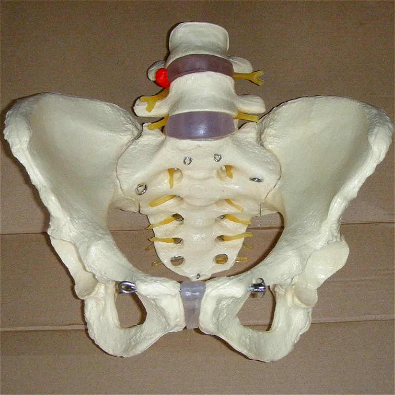 

1: 1 human pelvis model 2 lumbar vertebrae pathological changes Medical teaching aids for human skeleton model teaching