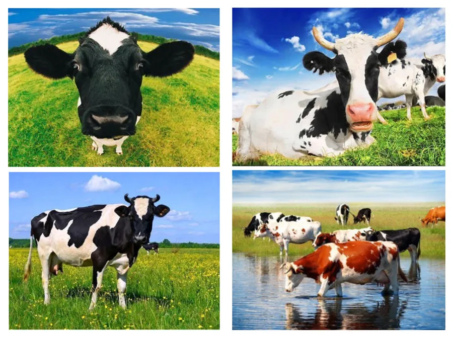 DIY Алмазные животные корова Алмазная вышивка крестиком домашний декорация