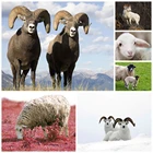 Алмазная живопись искусство ручной работы Diy украшение для дома Современная супер любовь овца животные картина Алмазная вышивка крестиком Декор