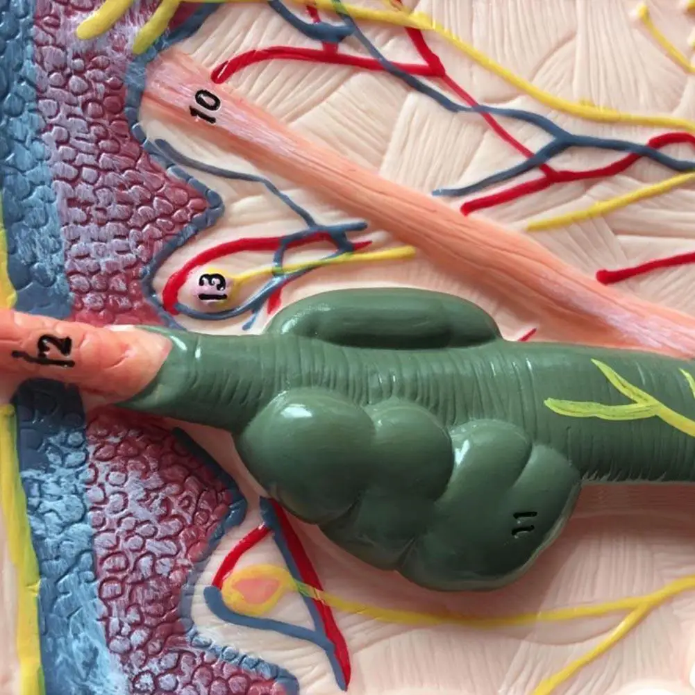 

Skin Structure Human Skin Model Block Enlarged Plastic Hair Layer Structure Anatomical Anatomy Medical Teaching Tool