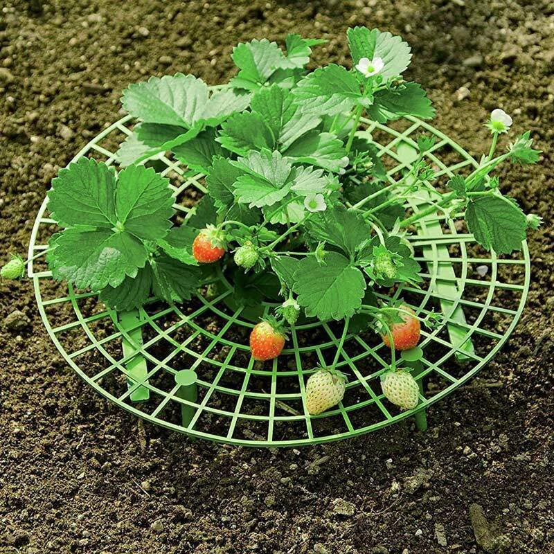 

5Pcs Strawberry Growing Supports Holder Rack Elevated Stand Strawberry