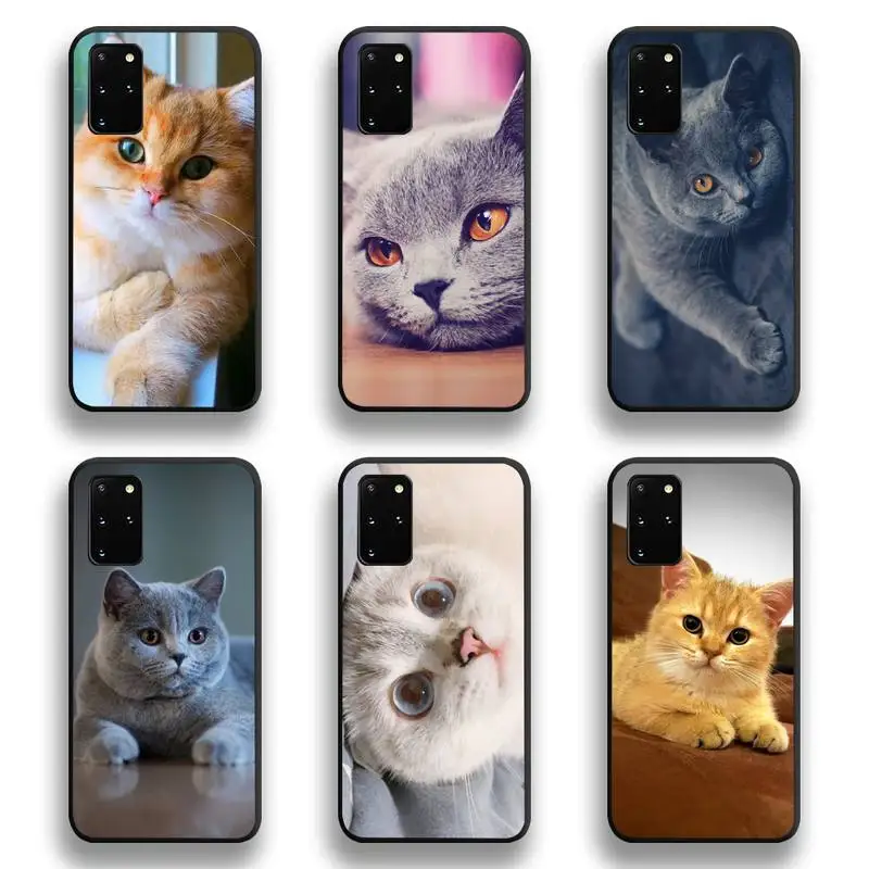 

British Shorthair Cat Phone Case For Samsung Galaxy S20 FE plus Ultra S6 S7 edge S8 S9 plus S10 5G lite 2020