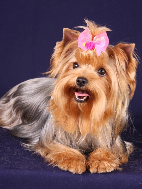 

Diy Diamond Painting Dog Square Diamond Round Diamond Embroidery Animals Sale Rhinestone Picture Home Decoration Painting