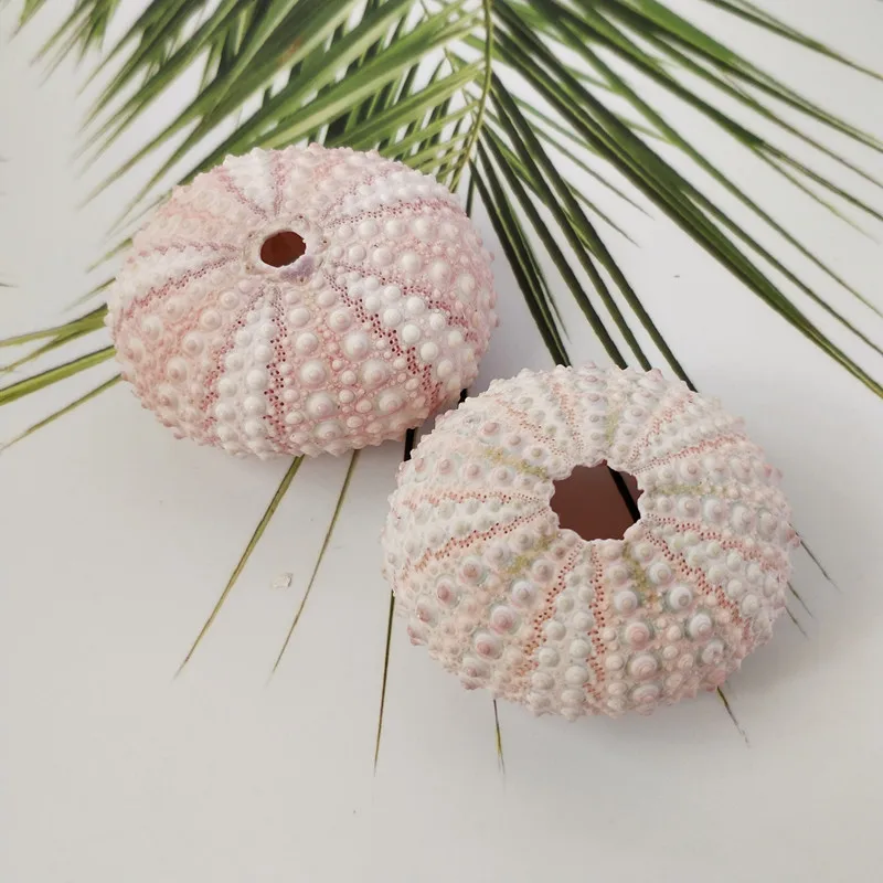 2 шт. ракушки для украшения окон|Ракушки и морские звезды| |