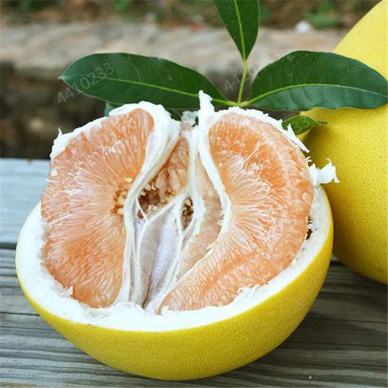 10 шт. искусственный помело |