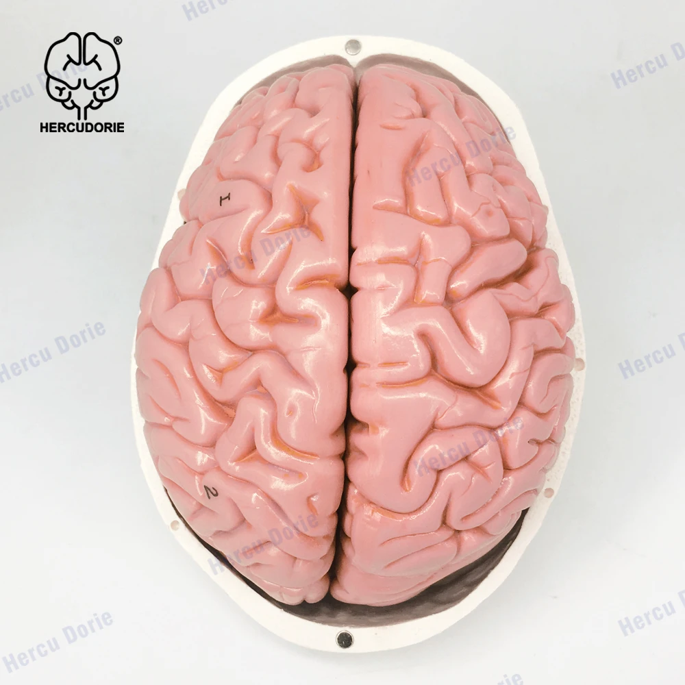 Human Skull and Brain Model 11 Parts Life Size Anatomical Head W/Brain for Medical Teaching Learnin | Канцтовары для офиса и