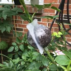 1020x коробка для выращивания корневых бусин, прозрачная коробка для выращивания корневых бусин, контейнер для посадки растений, коробка для корней, садовый инструмент