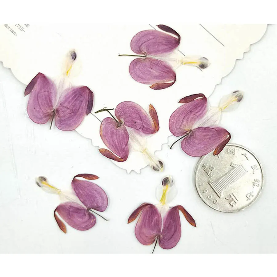 

60pcs Pressed Dried Lotus Buds Flower Plant Herbarium For Jewelry Phone Case Photo Frame Postcard Bookmark Making