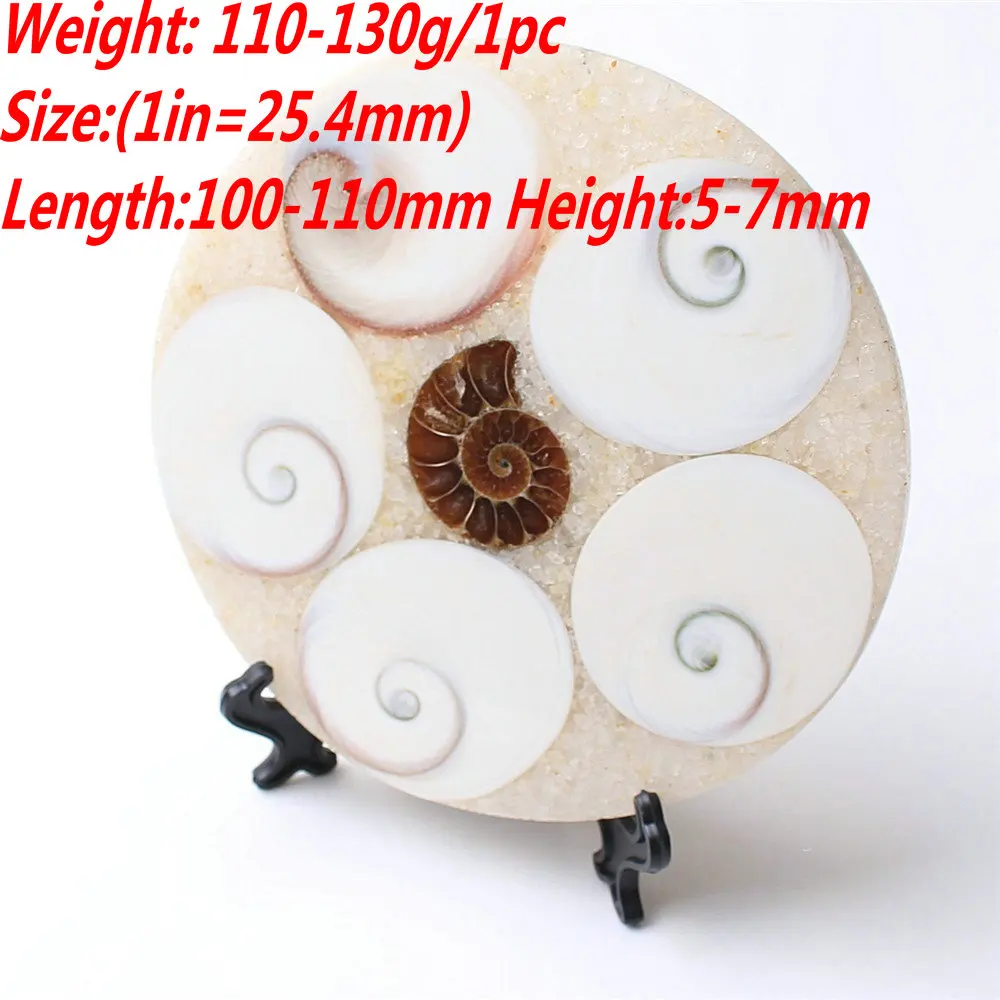 Диск из натуральной солнечной раковины 100-110 мм коллекция окаменелостей аммонита