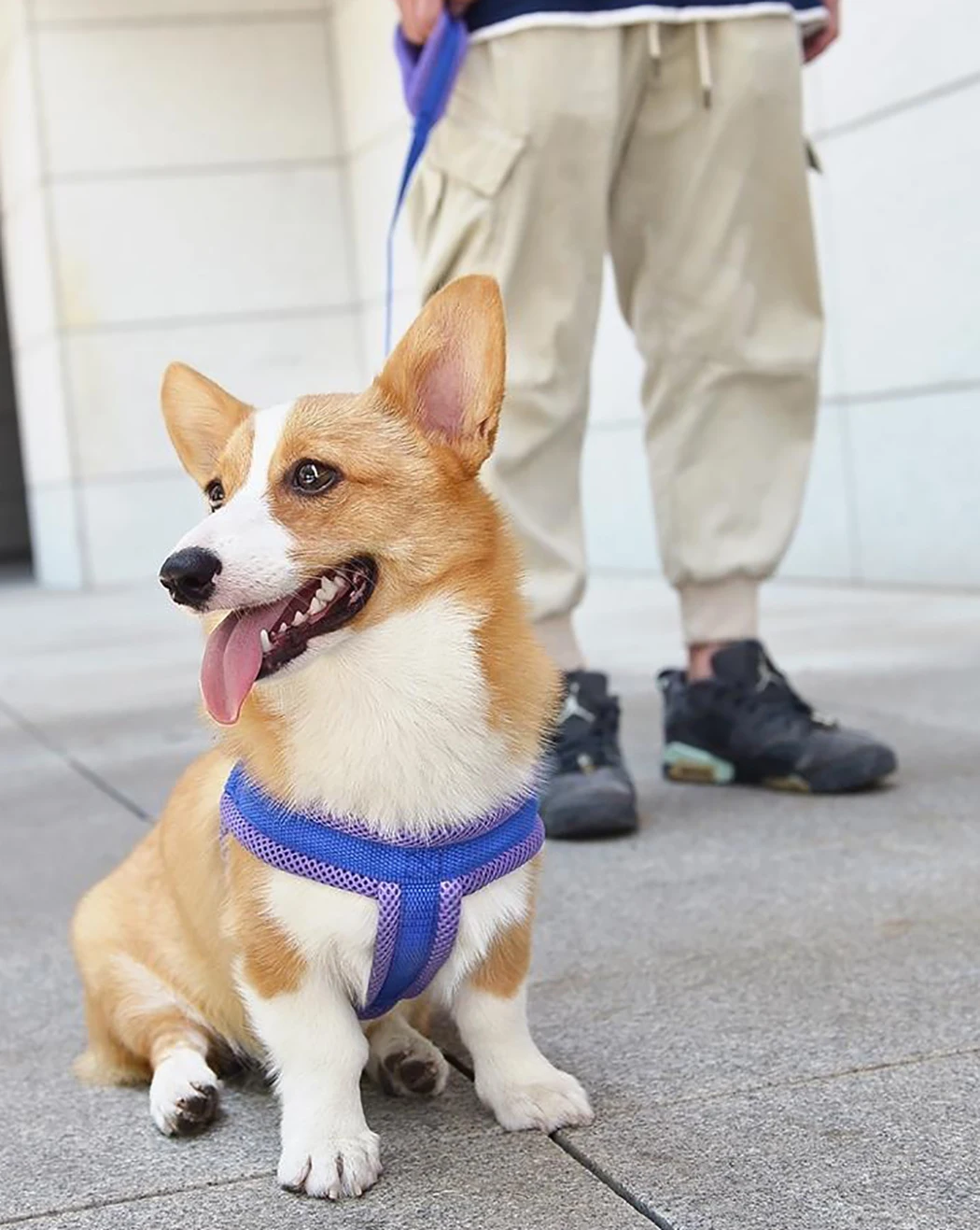 

Pet Harness Leash Portable Mesh Nylon Chest Strap Golden Retriever Teddy Dog Leashing Rope Dog Walking Leash Pet Supplies