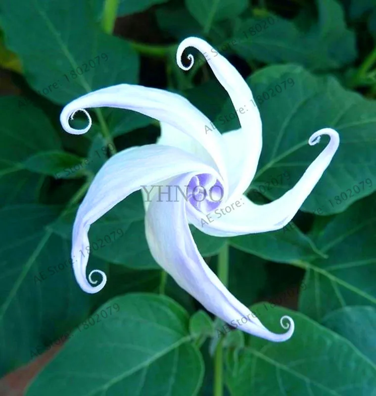 11 Свежий 100 шт редкий Datura бонсай бругмансия Suaveolens фламенко Красивая Мандала Цветок садовый многолетник Горшечное растение - Цвет: 11