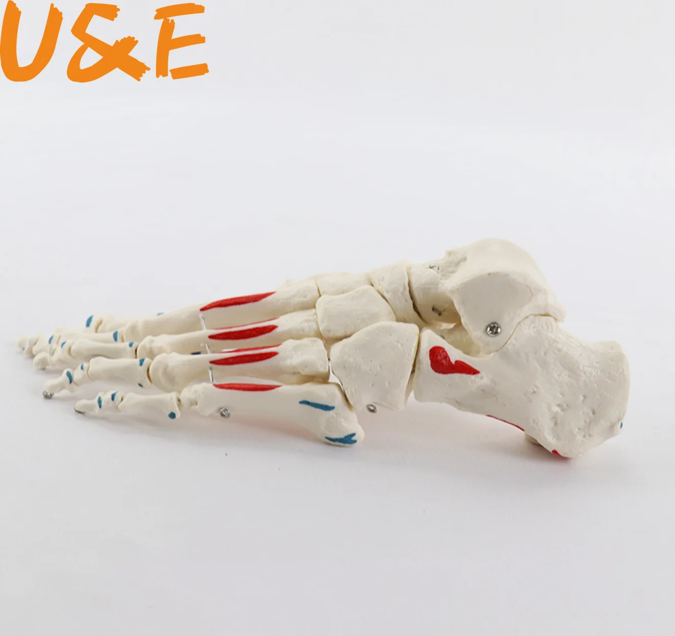 

Life Size Foot Joints and bones Foot Anatomy Skeleton Human Foot and Ankle Model with shank bone Anatomical Models