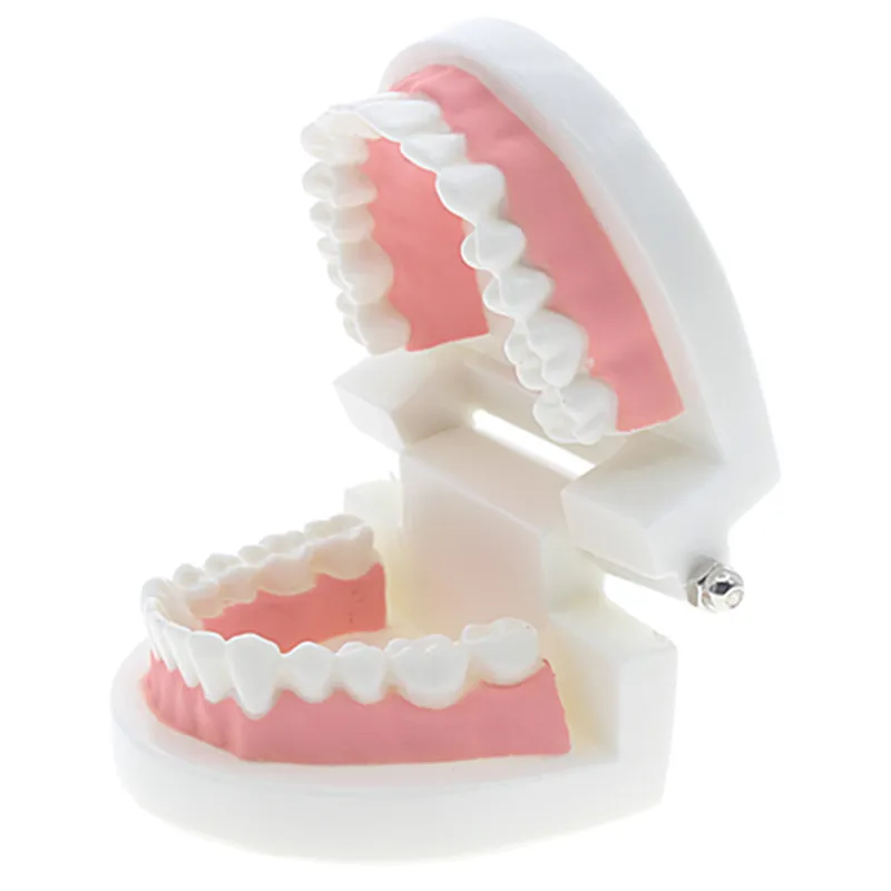 

kids Early education toys Brushing training Oral cavity Teeth Dental model Enlightenment education toy