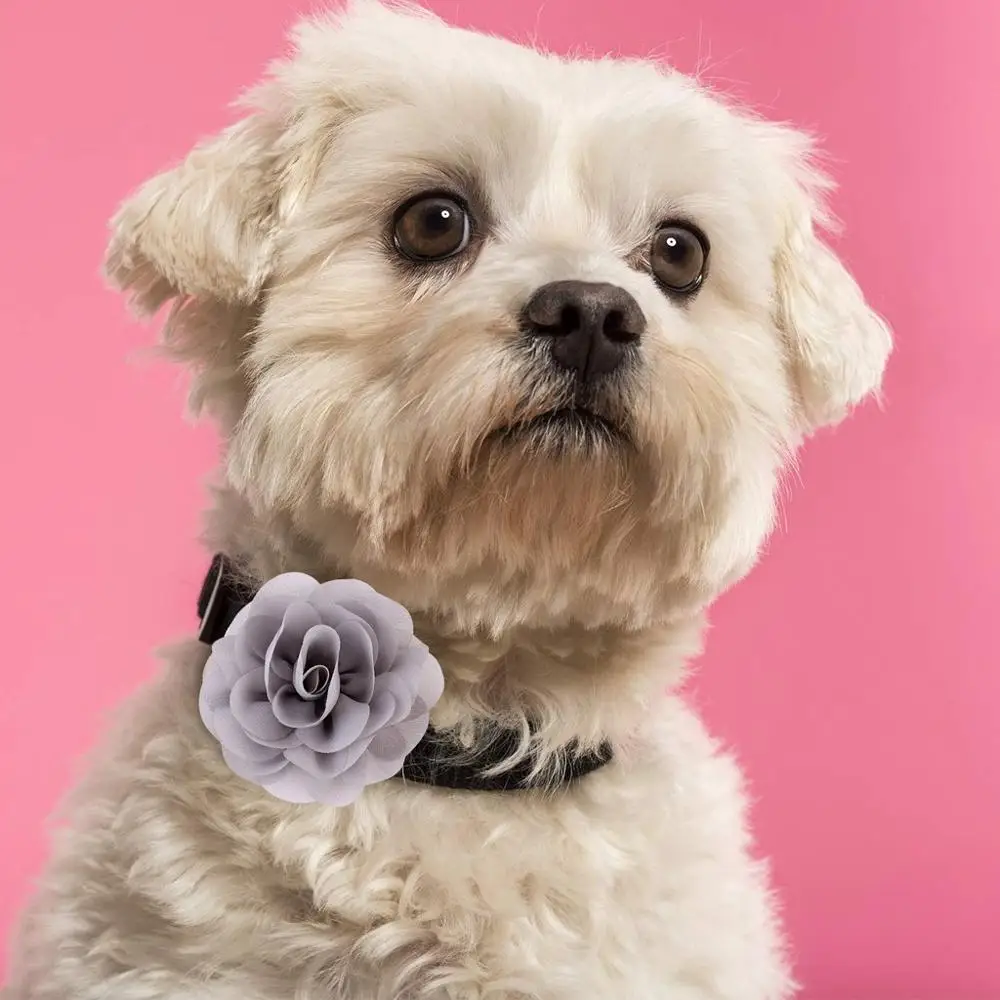 Ошейник для собак и кошек милый ошейник большого размера чихуахуа французского