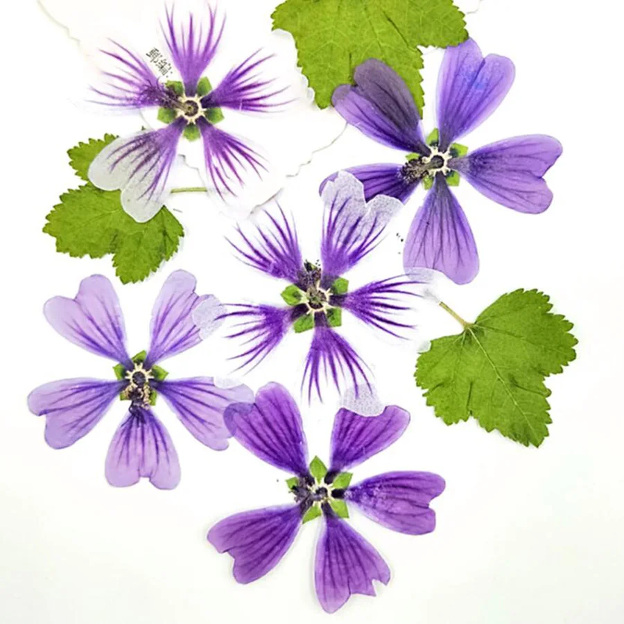 60 шт. прессованный высушенный цветок Malva Sinensis Cavan гербарий из растений для