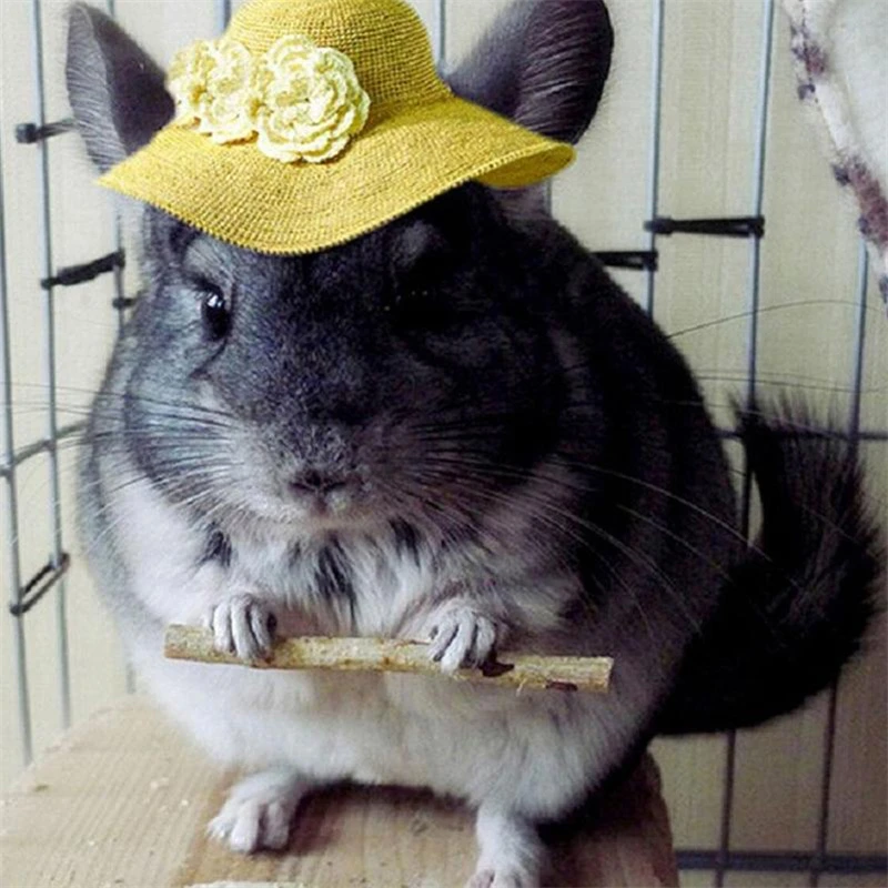 Игрушки для жевания хомяка 10 упаковок натуральная деревянная сосна морские