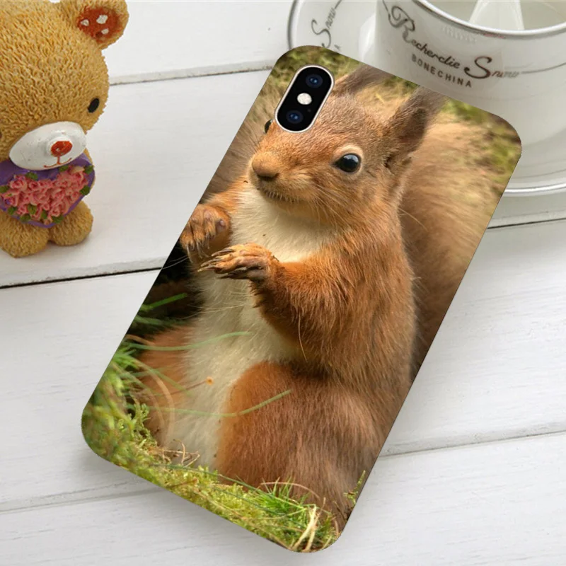 Мягкие чехлы для телефонов с изображением Красной белки Sciurus Vulgari iPhone X XR XS 11 Pro Max 4