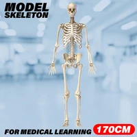 standard people active skeleton model skeleto anatomy medical learning halloween party decoration skeleton art people 170cm