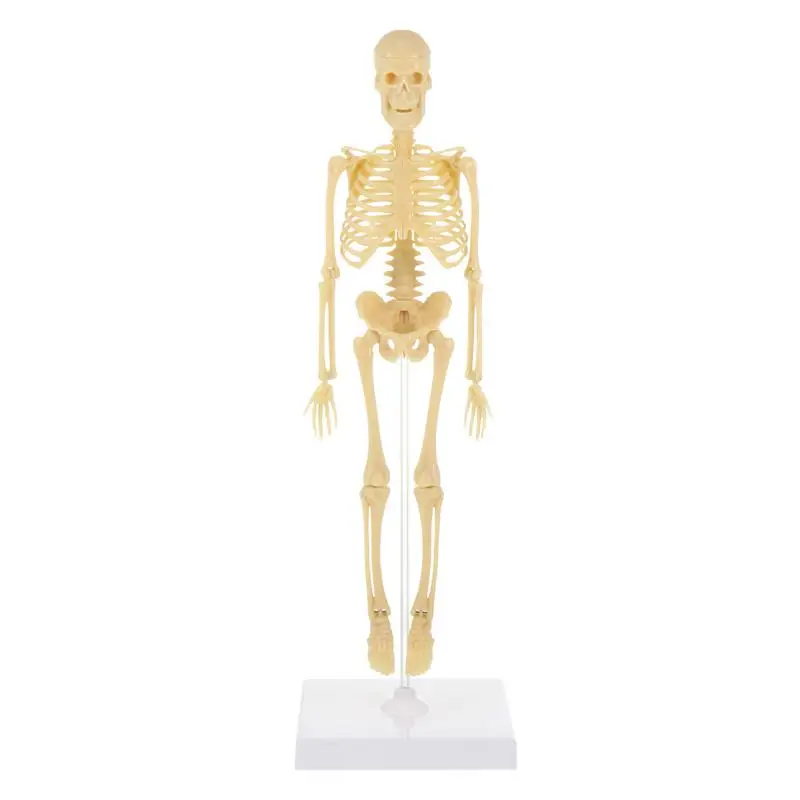 

Human Skeleton Model Simulation Mannequin DIY Assembly Manikin Model Kids Toy