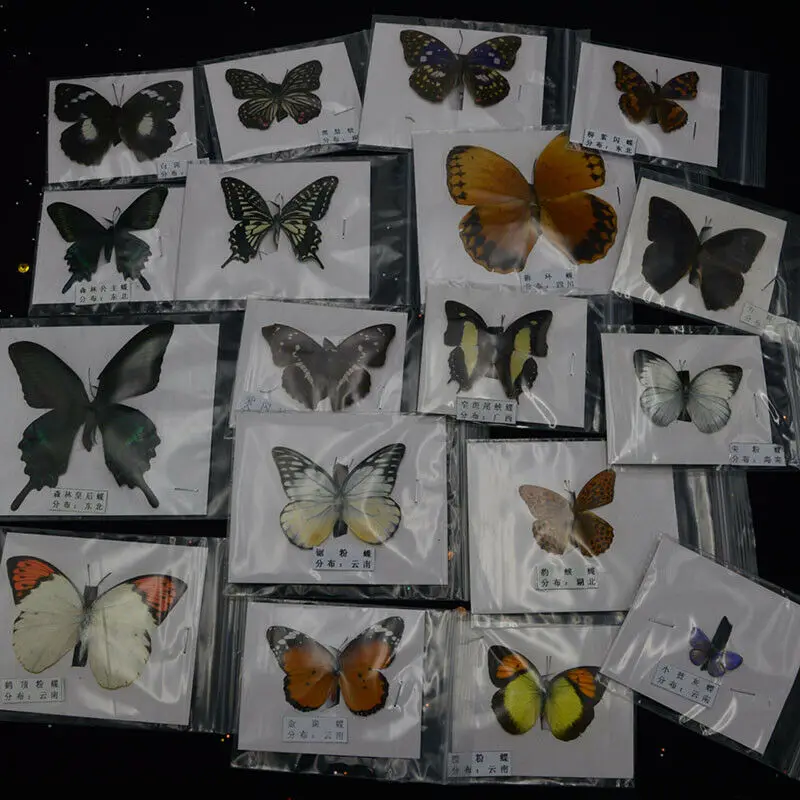 

10 шт. натуральный разборный Rhopalocera / Le Butterfly/образец бабочки, художественный материал для декора