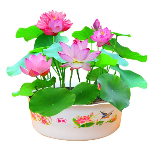 Selling! 5Pcs Red beautiful water lily bonsai hydroponics plant aquatic flower pot lotus garden |