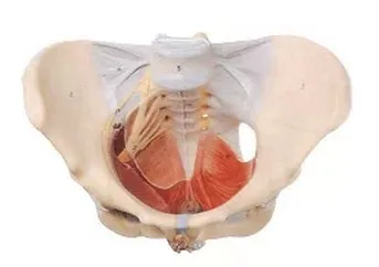 Модель человеческого скелета женская модель таза тазового дна 50 знаков 21*30*22 из