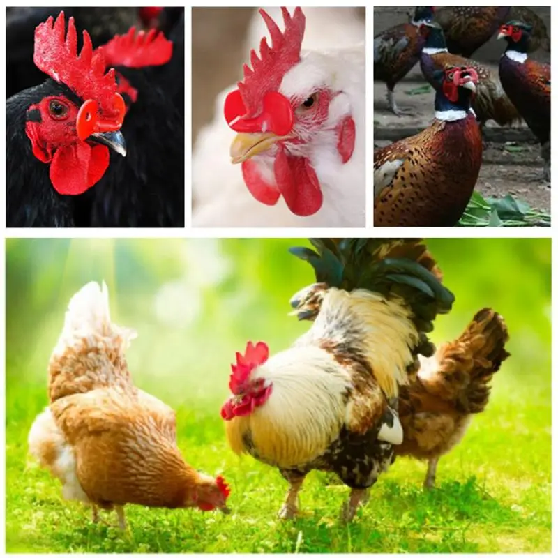 

20 Pcs Chicken Farming Equipment Chicken Pheasant Chicken Goggles Cock Glasses Laying Hens Pheasant Anti-pecking Glasses