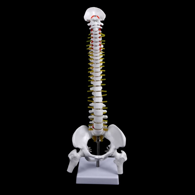 

2 Pcs Human 1: 1 Size Anatomy Flexible Skeleton Teaching Model, Spinal Disc Pelvis Model & Knee Joint Simulation Model