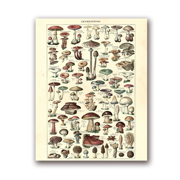 

Антикварные ботанические принты с грибами, Wall's Tale, печать на холсте