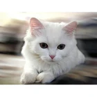 5d Diy алмазная живопись, полная круглая Алмазная вышивка, животные, кошка-фотография животных, белые кошки Pj807