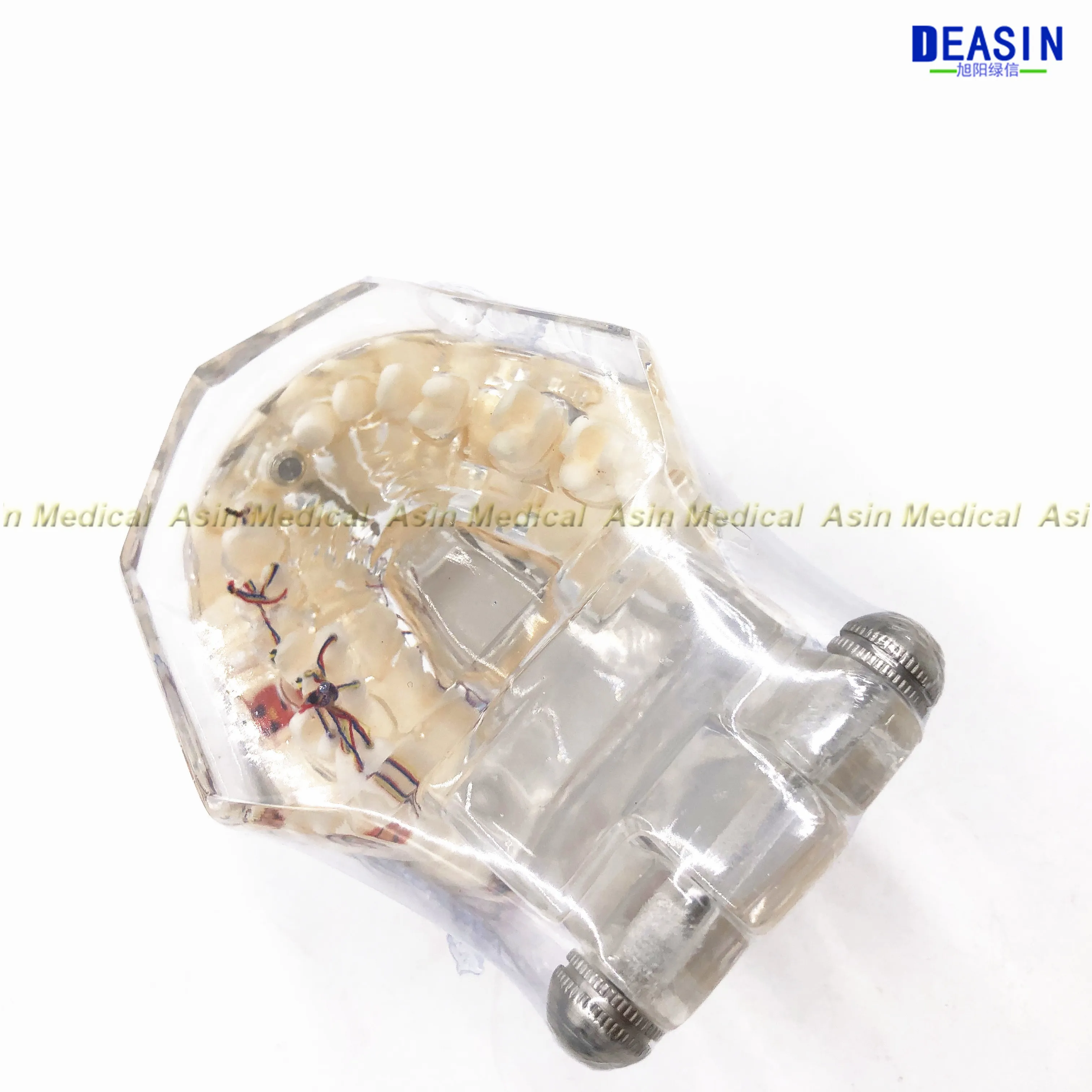 Высокое качество Стоматологическая модель зубов прозрачный патологические