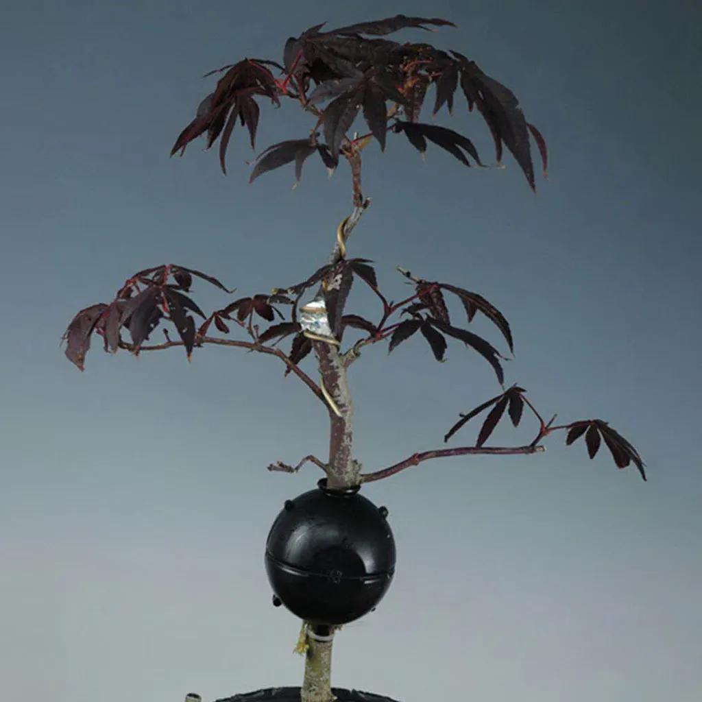 Plant Rooting Device High Pressure Propagation Ball Box Grafting | Дом и сад