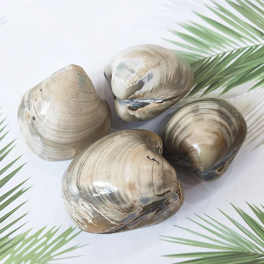 

4pcs Natural clam fossil conch Fossil remains Quartz Crystals Healing Gift