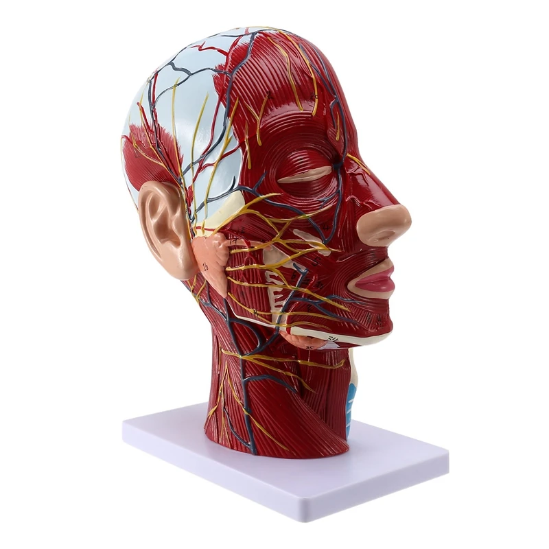 Human Anatomical Brain For Neuroscience Teaching With Labels 2 Times Life Size Anatomy Model Learning Science | Инструменты
