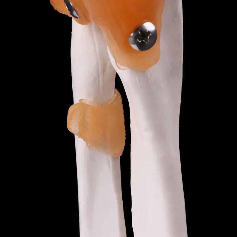 Жизнь Размеры Связки локтевого сустава медицинская анатомическая модель скелет