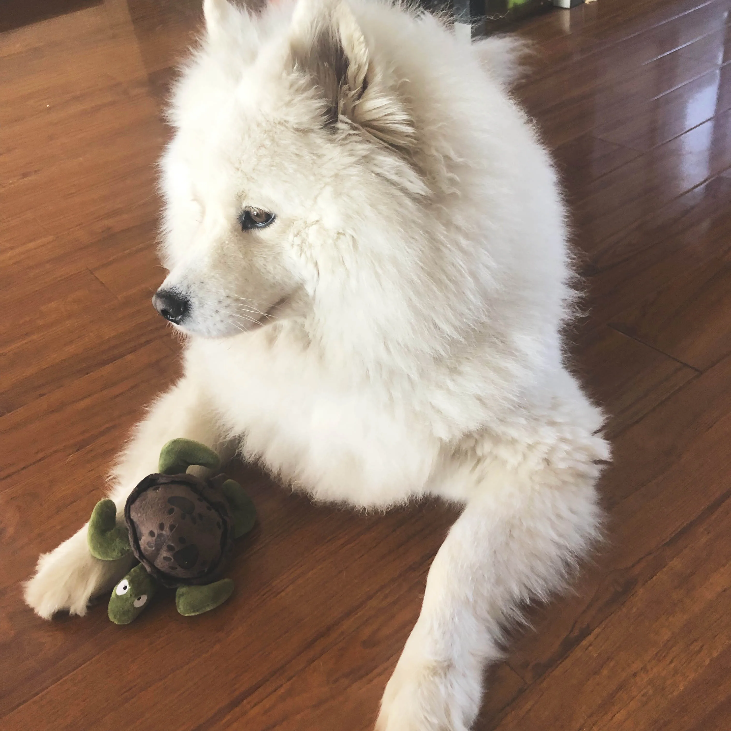 

Turtle Soft Plush Dog Squeaky Bite Toy for Chew Tooth Cleaning Durable Fits for All Dogs Shepherd Labrador Dachshund Sheltie