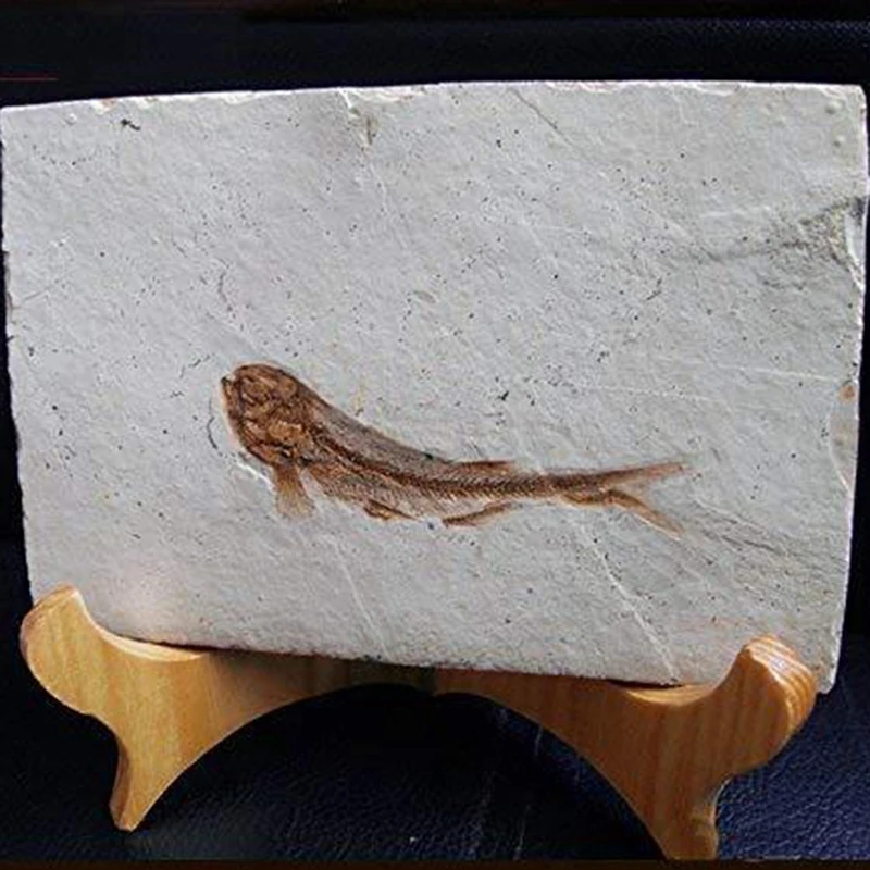 Рыба окаменелость из Западного ляонина Китай 150 миллионов лет назад Lycopter | Дом и