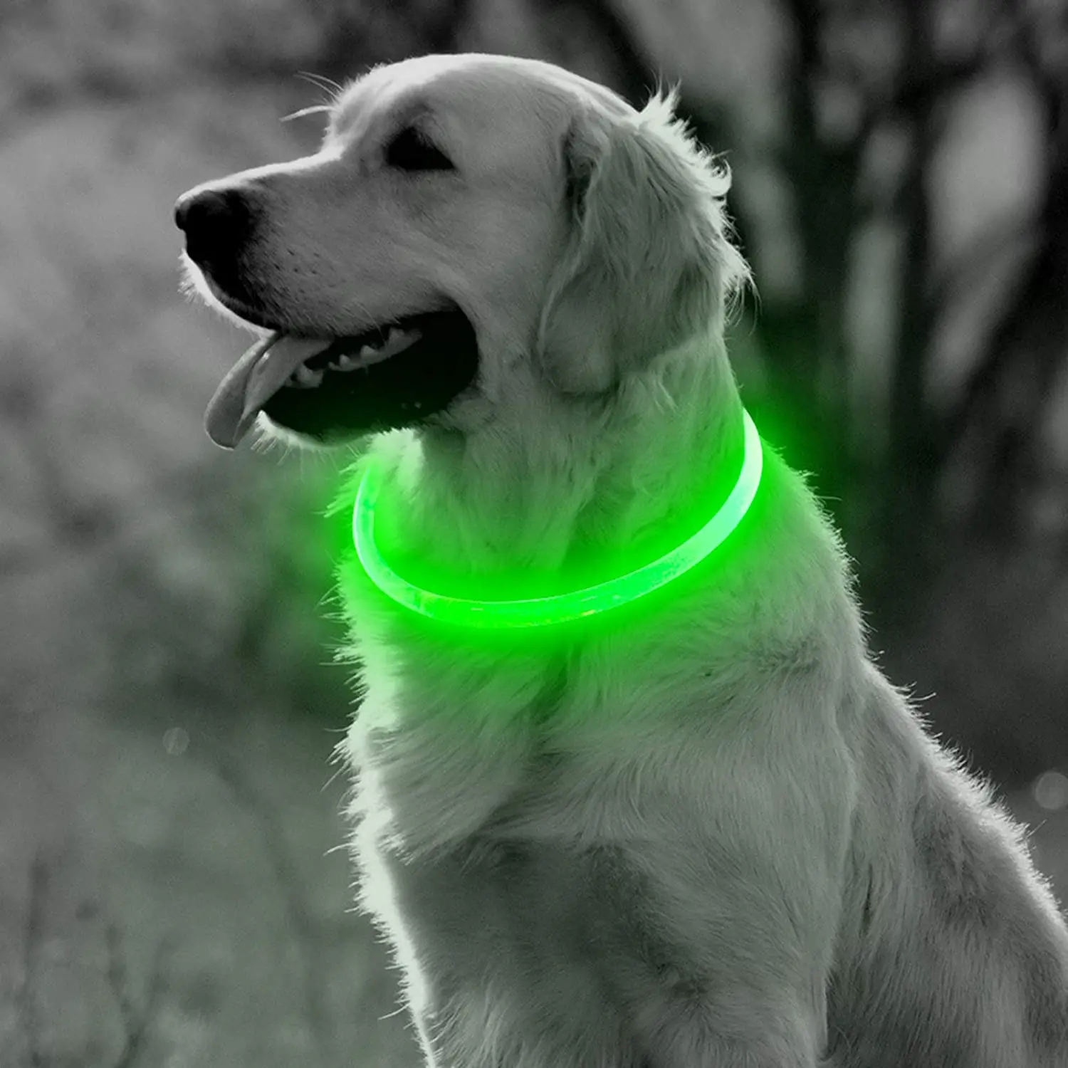 

BSEEN LED Dog Collar Light - USB Rechargeable Light Up Puppy Collar, TPU Cuttable Glowing Dog Necklace for Small Medium Large