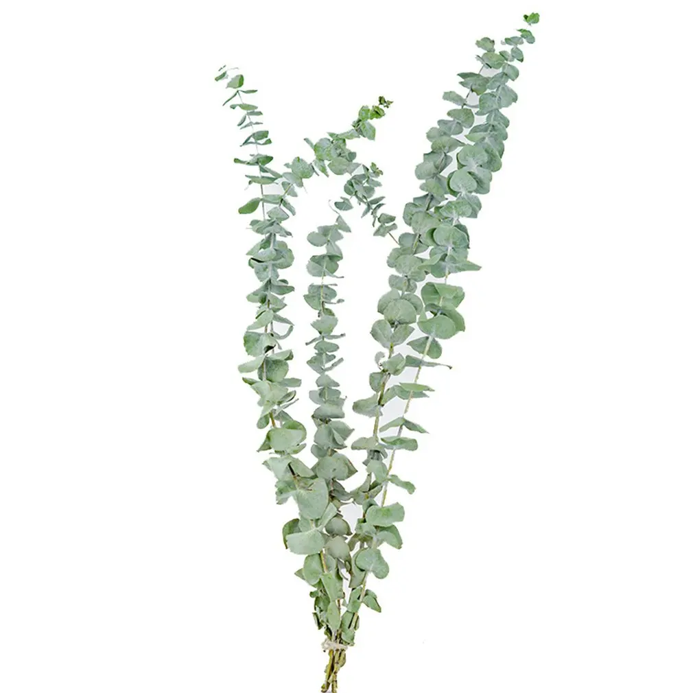

10PCS/SET Natural Eucalyptus For Leaves Dried Flower Decorations DIY Home Wedding Shooting Party Decor Supplies