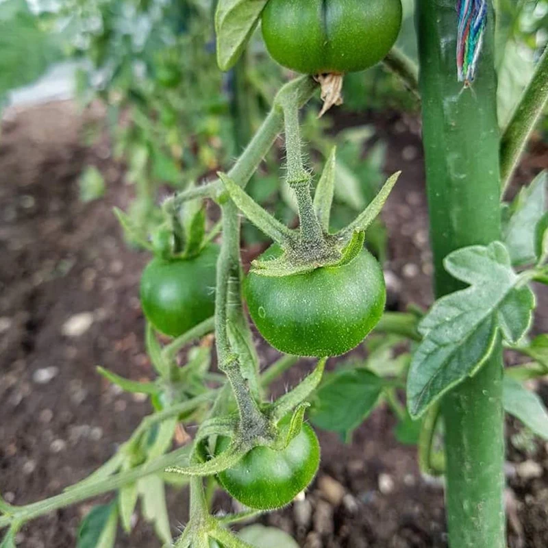 Садовые колья 25 шт. металлическая клетка для растений с пластиковым покрытием