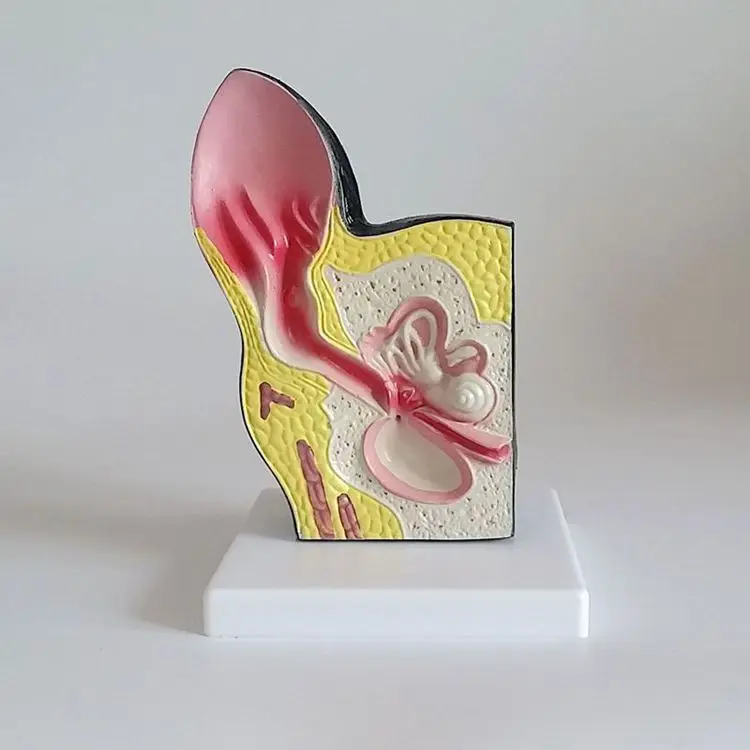 

1:1 Life Size 12*12*17cm Dog Ear Structure Skin Anatomical Model Veterinarian Use Model Animal Teaching Model Free Shipping