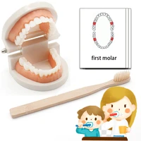 montessori practical life material toys for children 2 years early educational didactic material brushing tooth teaching aids