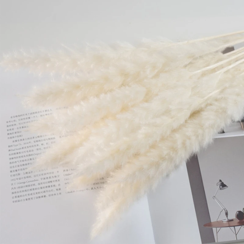 

5pcs Pampas Grass