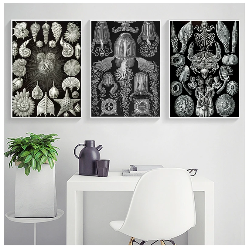 

Marine Creatures Vintage Poster Jellyfish Corals Green Algae Sea Anemones Squirts Starfish Canvas Print Wall Art Canvas Painting