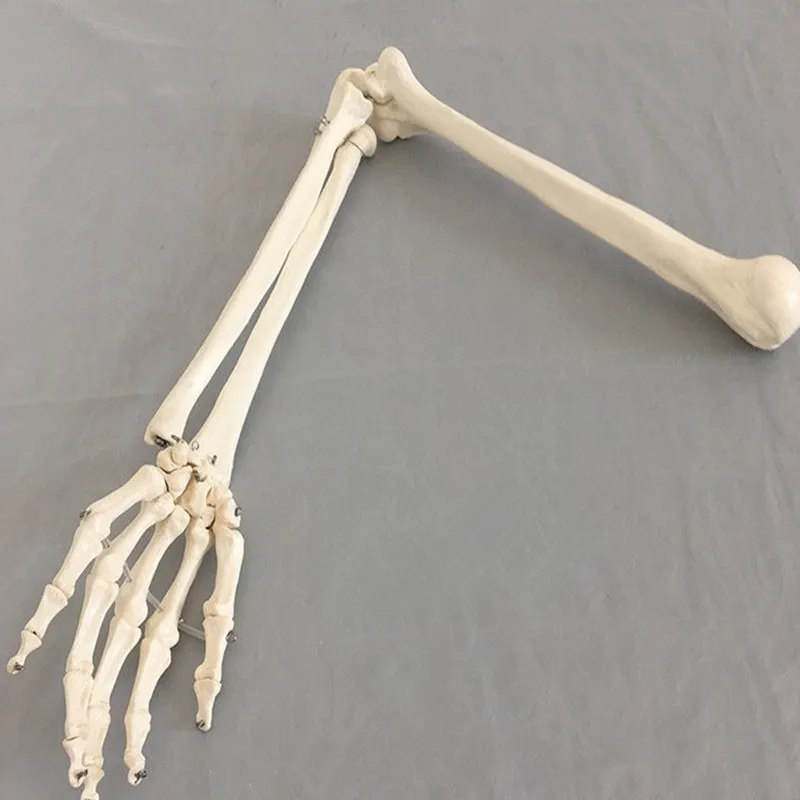 

1:1 Human Bone Model of Bone Adult Arm of Upper Limb Bone Arm and Radius Hand Bone Medical Science School Teaching Supplies