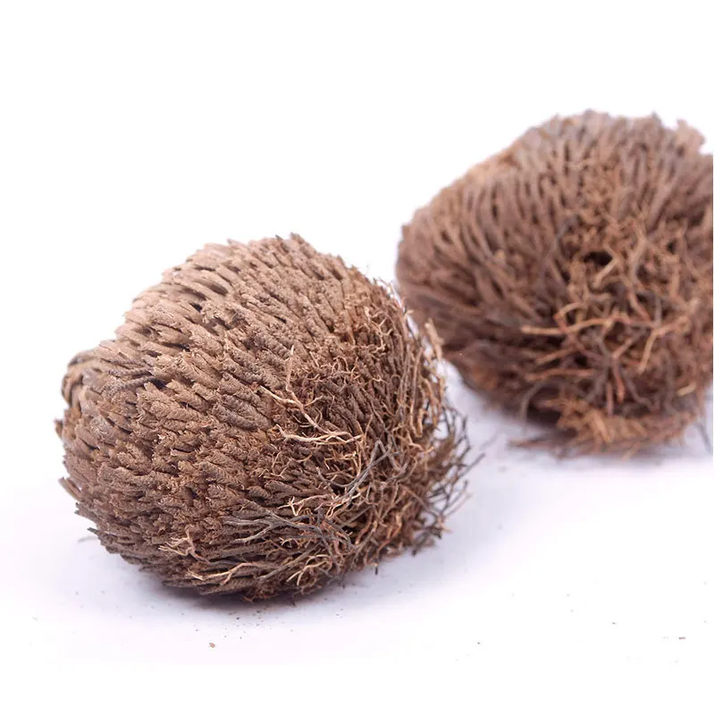 

2021 New Hot Practical Live Resurrection Plant Rose Of Jericho Dinosaur Plant Air Fern Spike Moss Selaginella tamariscina 1 Bulb