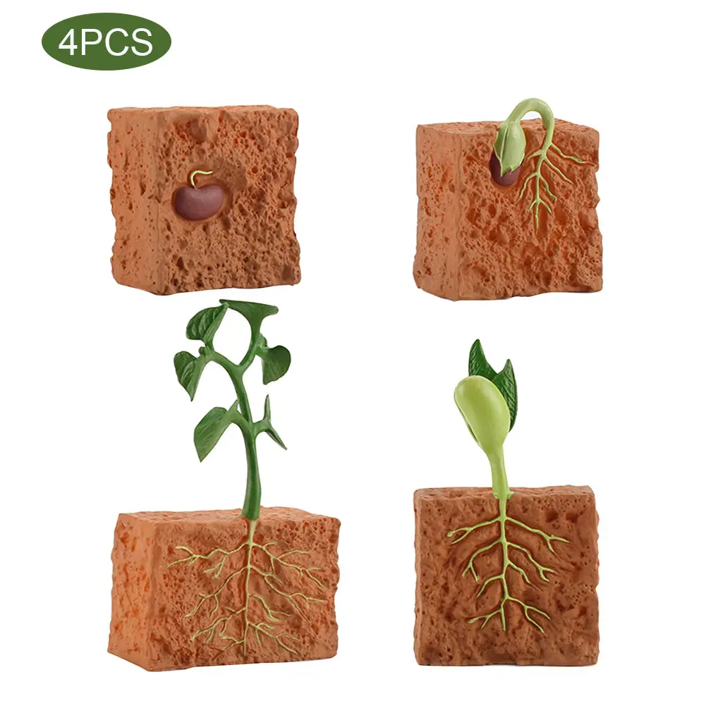 

Green Bean Science Simulation Life School Teaching Toys Collection Decoration Kids Plant Growth Cycle Model Children Educational