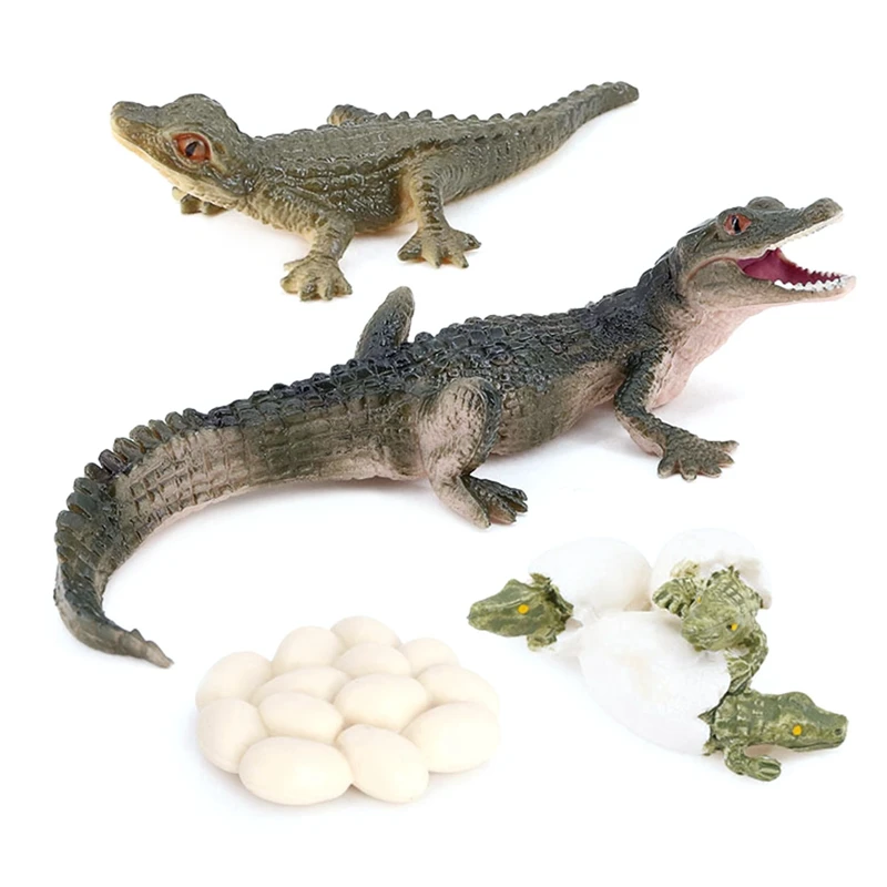 

Simulation Alligator Animal Growth Life Cycle Model Kids Child Pre-School Education Cognitive Biology Toys