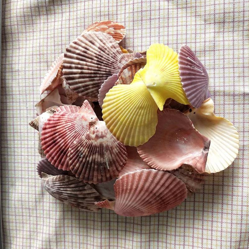 Ракушка из натуральной морской раковины 50 шт. | Дом и сад